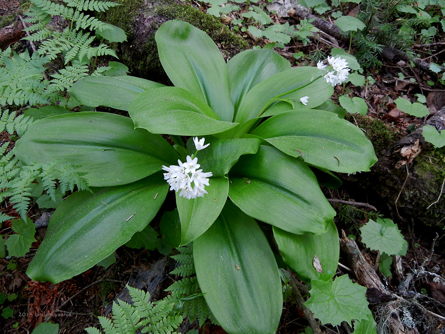 Изображение особи Clintonia udensis.