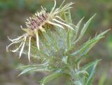 Carlina biebersteinii