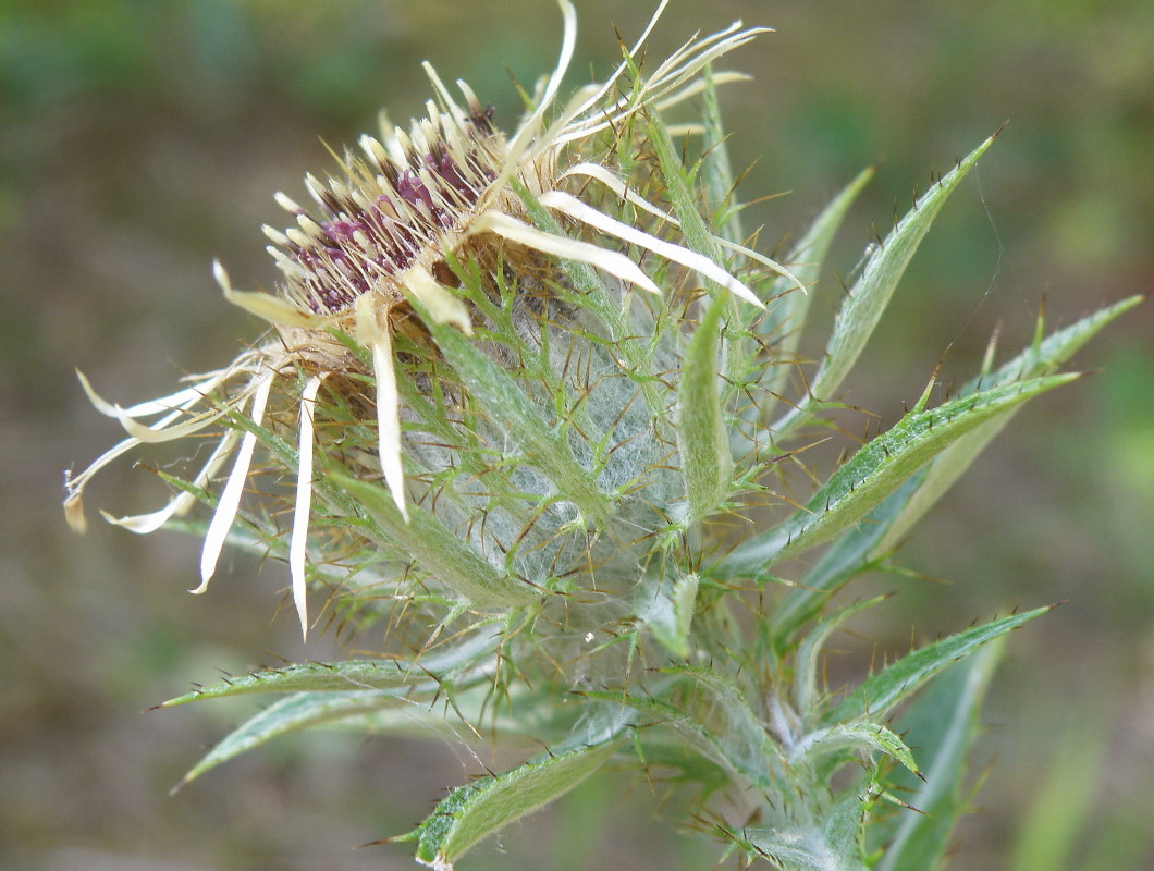 Изображение особи Carlina biebersteinii.