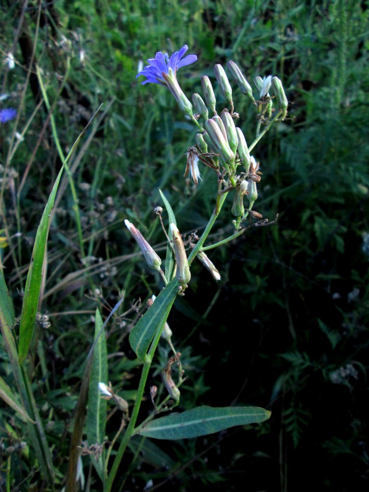 Изображение особи Lactuca tatarica.