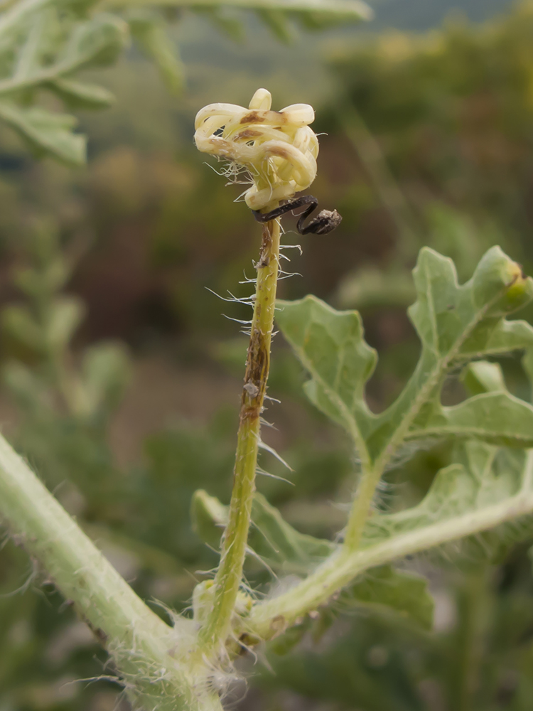 Изображение особи Citrullus lanatus ssp. vulgaris.