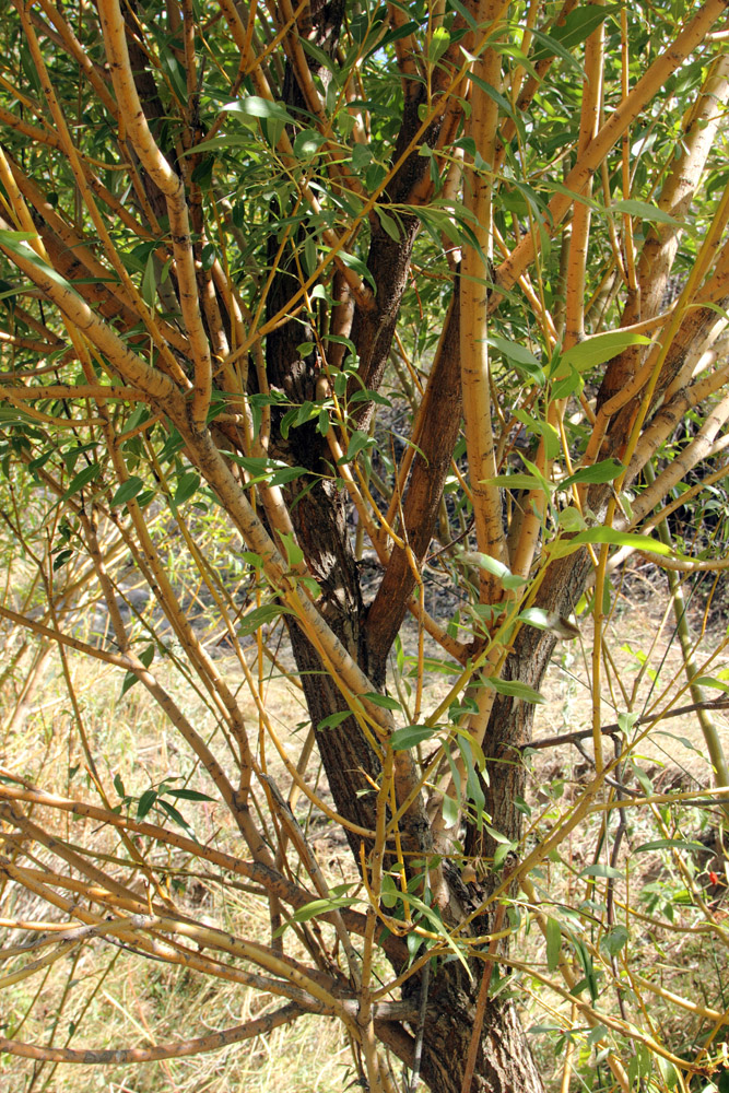 Image of Salix excelsa specimen.