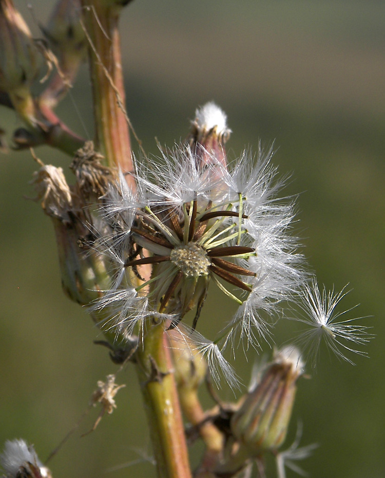 Image of Crepis pannonica specimen.