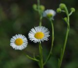 Erigeron annuus. Соцветия. Владимирская обл., лесничество \"Красный Маяк\", окр. дер. Митино. 24.06.2013.