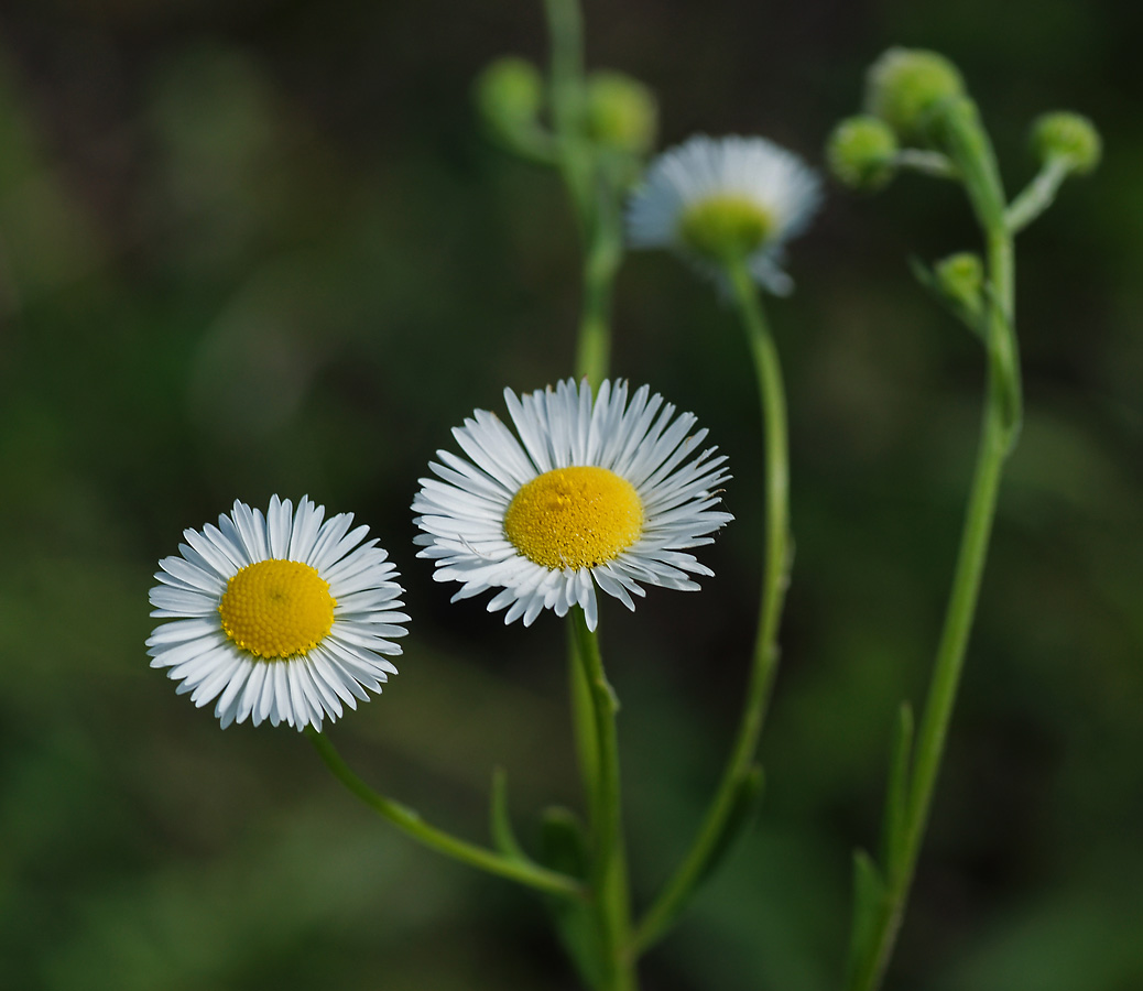 Изображение особи Erigeron annuus.