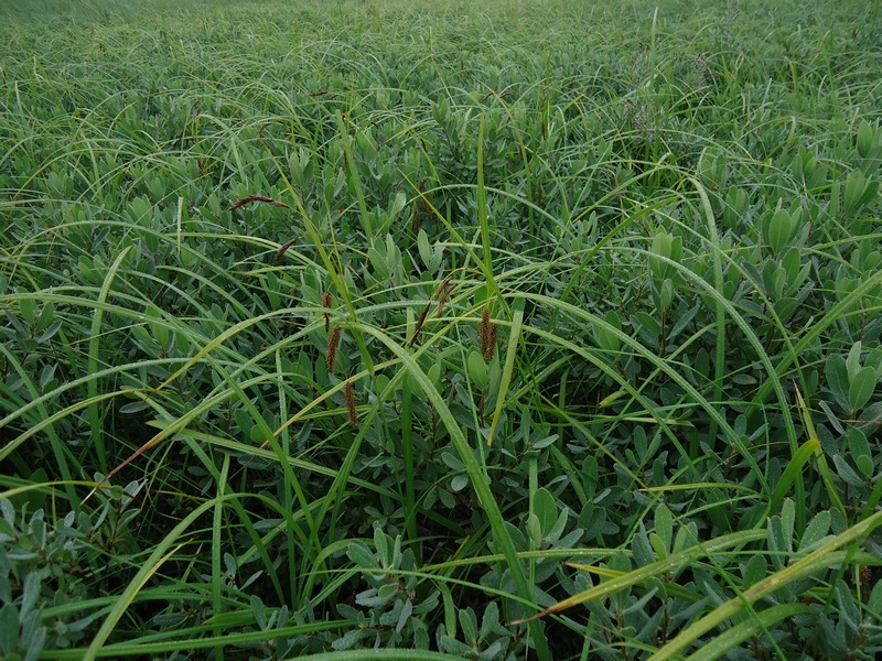 Image of Carex middendorfii specimen.