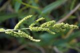 Echinochloa crus-galli