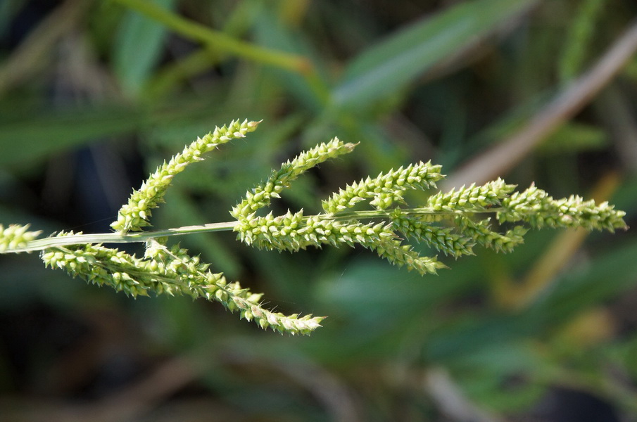 Image of Echinochloa crus-galli specimen.