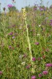 Verbascum thapsus