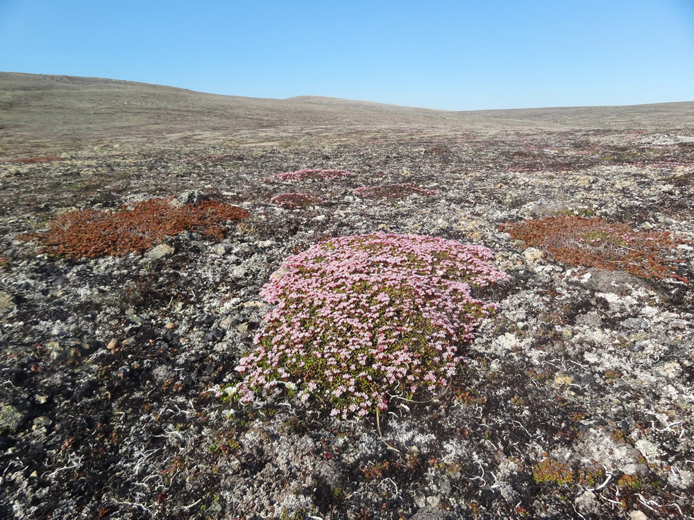 Image of Loiseleuria procumbens specimen.