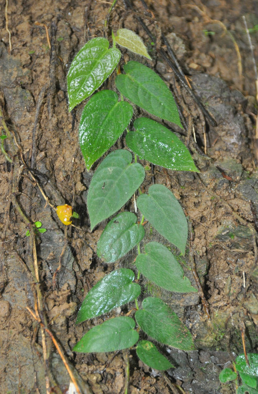 Изображение особи Ficus villosa.