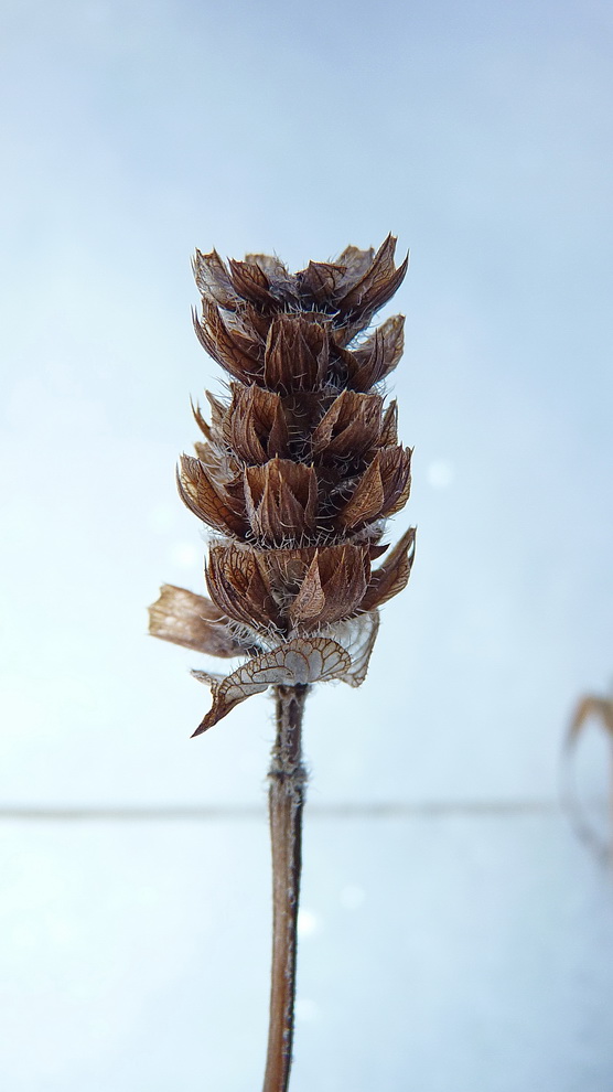 Image of Prunella vulgaris specimen.