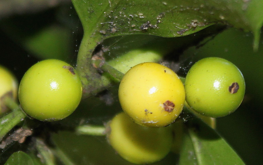 Image of Ilex aquifolium specimen.