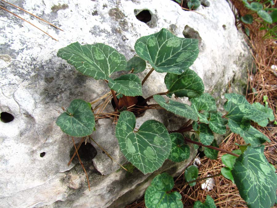 Image of Cyclamen persicum specimen.