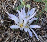 Colchicum chimonanthum