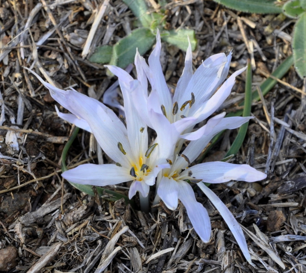 Изображение особи Colchicum chimonanthum.