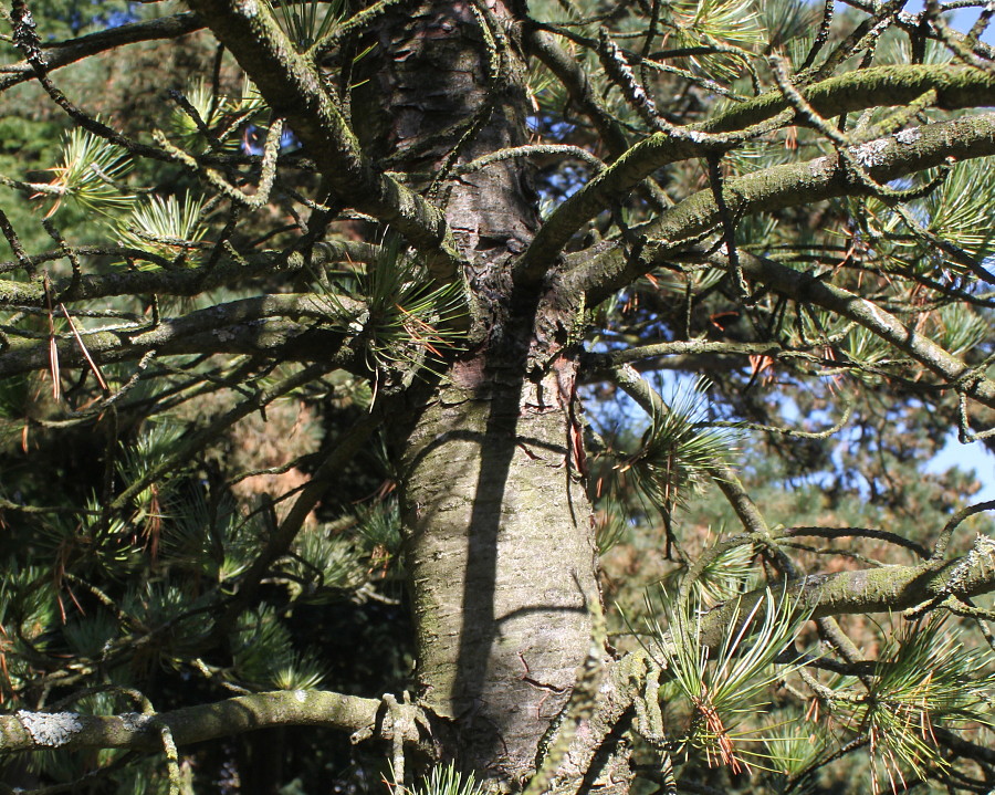 Изображение особи Pinus cembra.