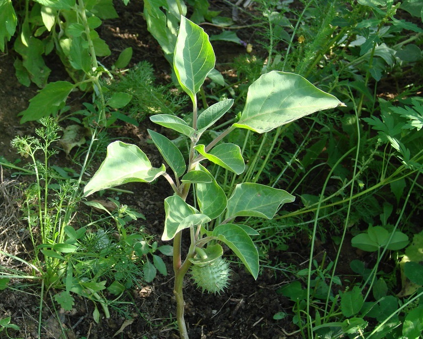 Image of Datura innoxia specimen.
