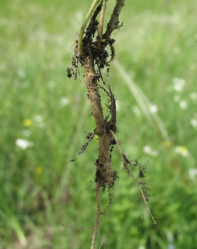 Image of Alyssum gmelinii specimen.