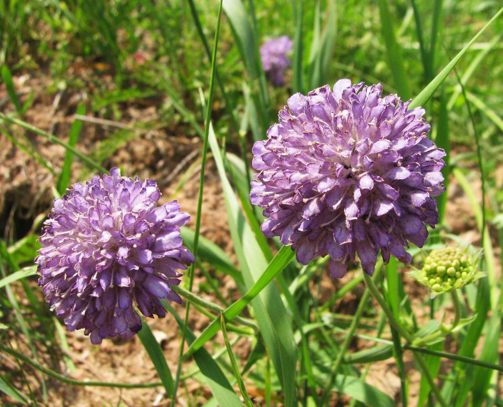 Image of Knautia arvensis specimen.