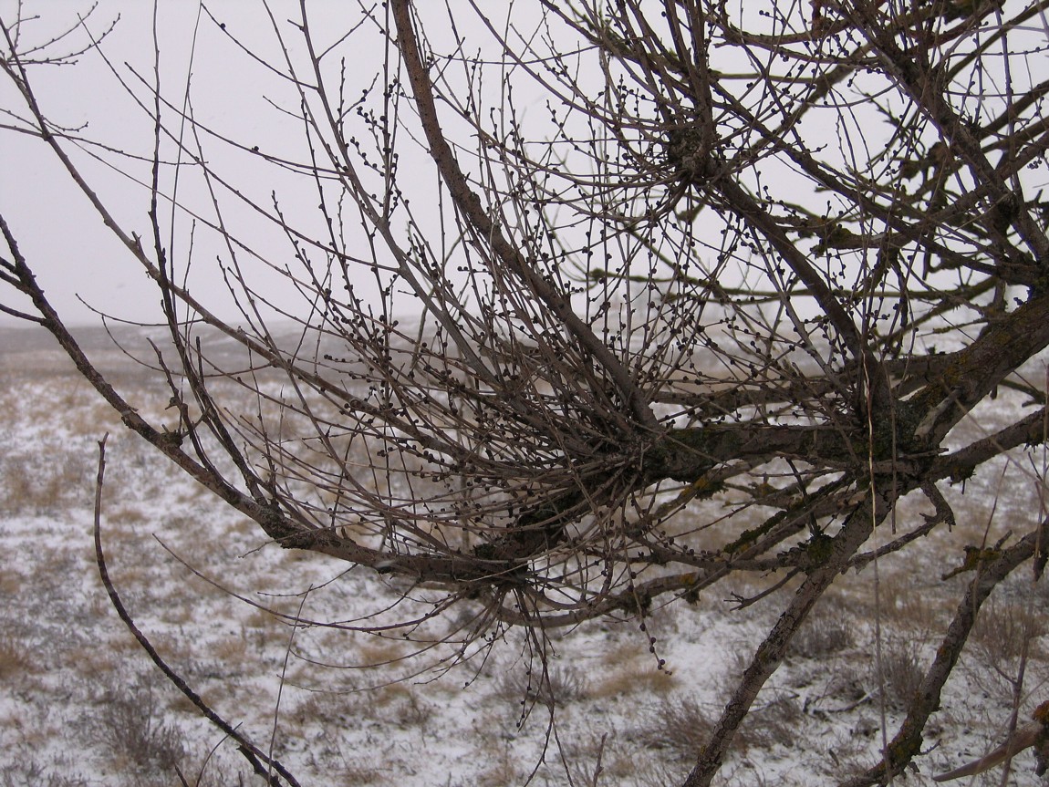 Image of Ulmus pumila specimen.