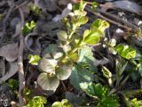 Lysimachia nummularia. Молодые побеги. Украина, г. Киев, лес на восточной окраине, берег реки. 03.04.2014.