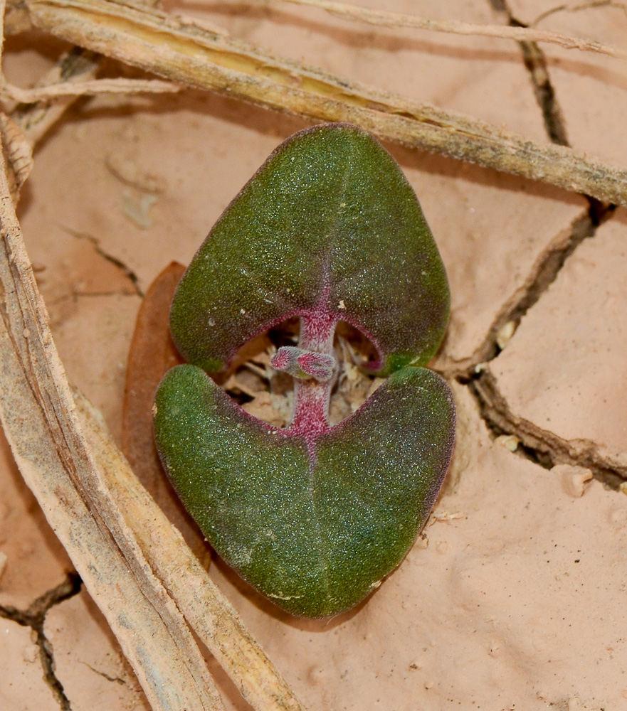 Изображение особи Blepharis attenuata.