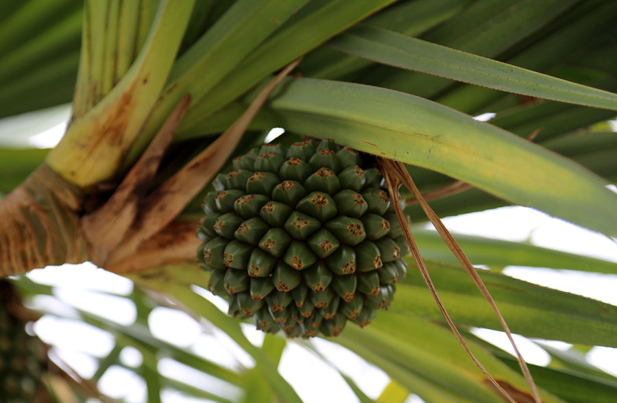 Изображение особи род Pandanus.
