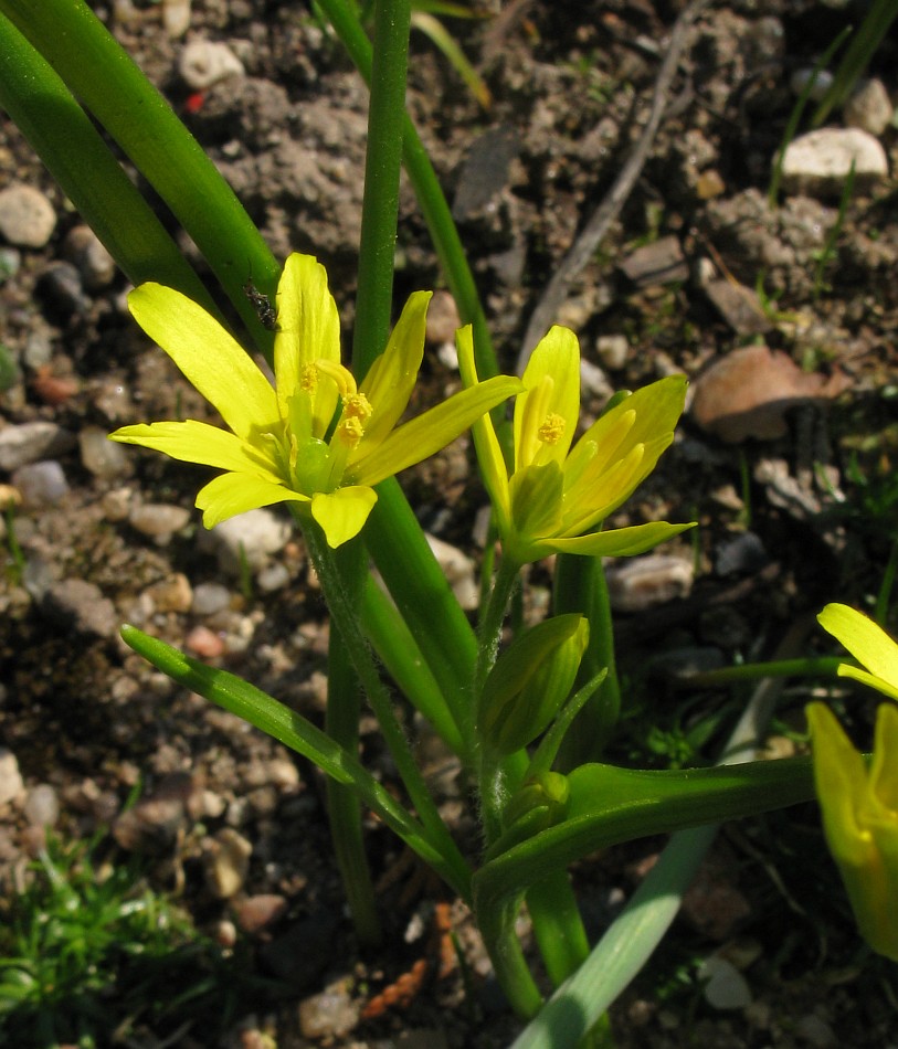 Изображение особи Gagea liotardii.