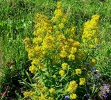 Solidago virgaurea ssp. dahurica