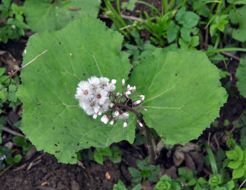 Изображение особи Petasites hybridus.