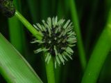 Sparganium erectum