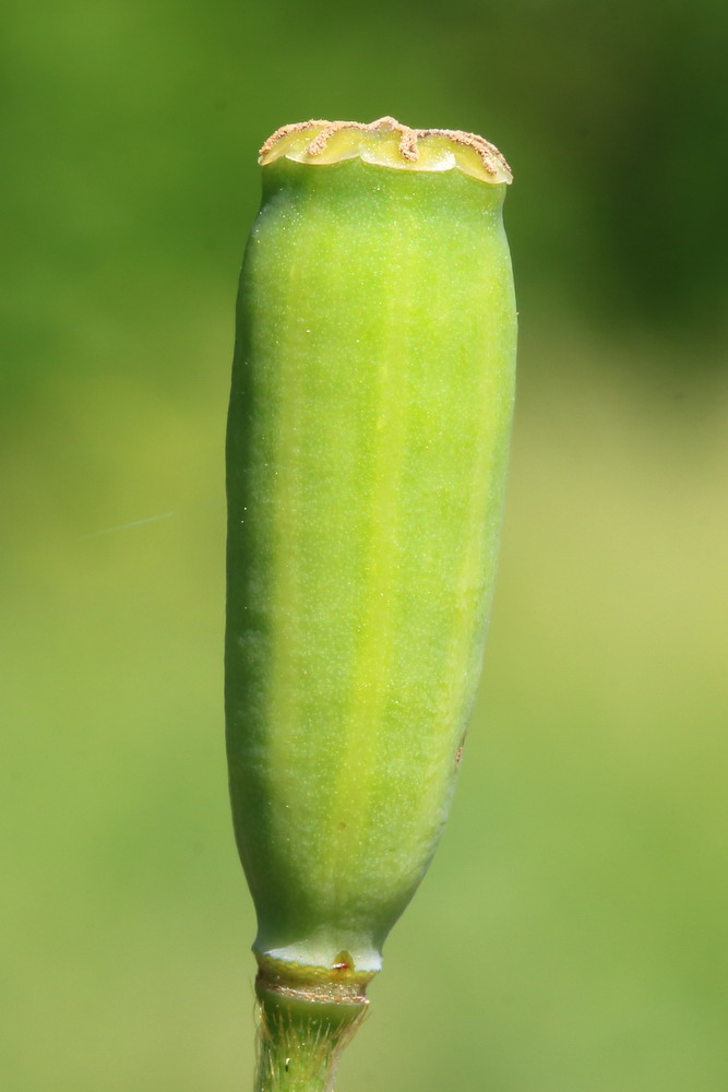 Изображение особи род Papaver.