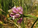 Polygala comosa