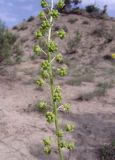 Reseda globulosa