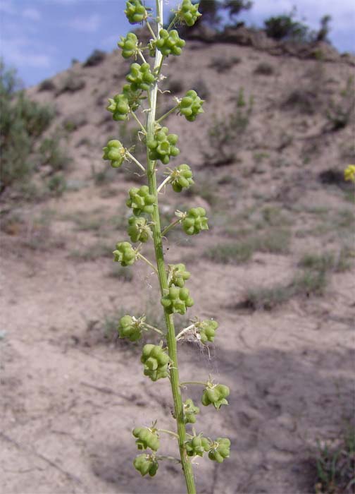 Image of Reseda globulosa specimen.