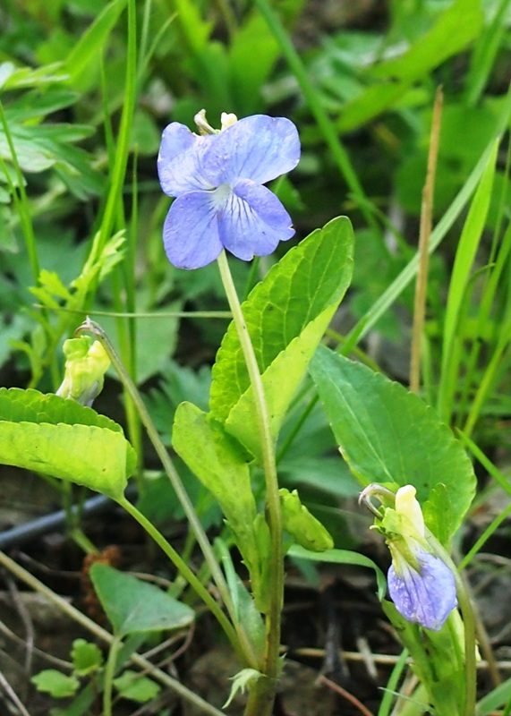 Image of Viola canina specimen.