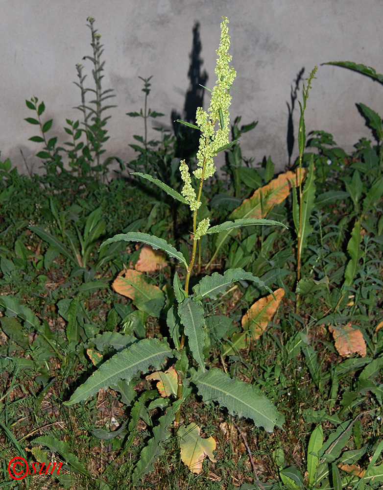 Изображение особи Rumex crispus.