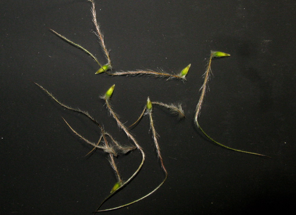 Image of Pulsatilla orientali-sibirica specimen.