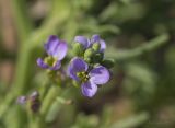 Cakile euxina. Верхушка соцветия. Крым, Севастопольский р-н, пос. Андреевка, пляж. 10.06.2014.