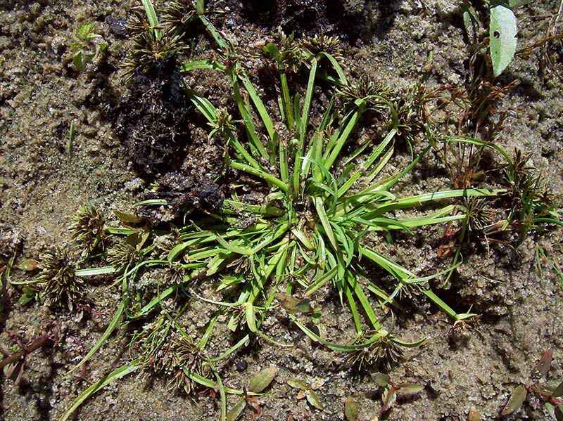 Image of Cyperus fuscus specimen.