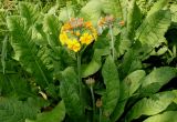 Primula bulleyana. Соцветия и листья. Германия, г. Дюссельдорф, Ботанический сад университета. 02.06.2014.