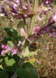 Salvia sclarea