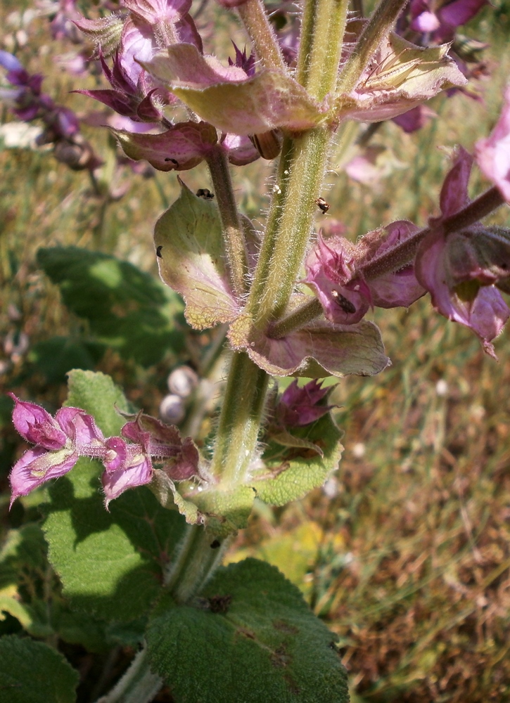 Image of Salvia sclarea specimen.