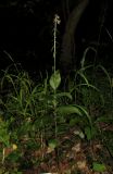 Epipactis helleborine. Цветущее растение. Крым, Симферопольский р-н, окр. с. Краснолесье, у ручья в буковом лесу. 16 июля 2014 г.