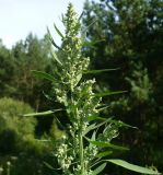 Chenopodium