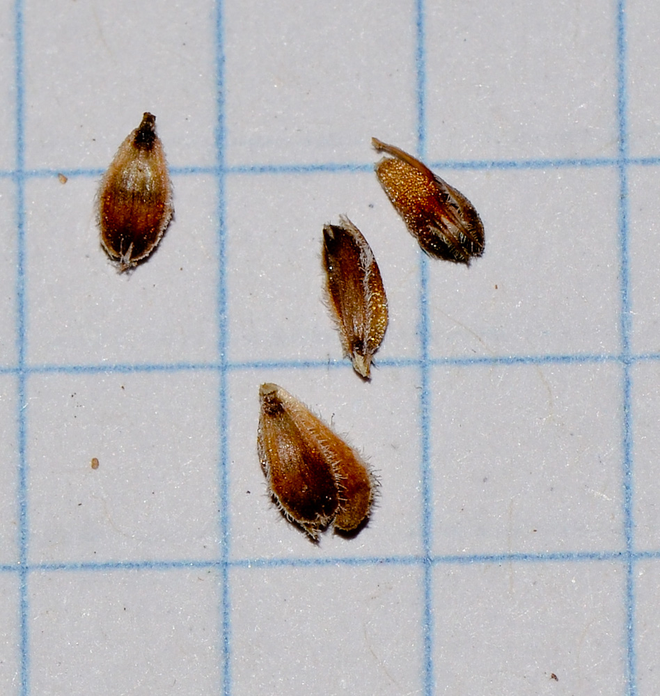 Image of Thymbra capitata specimen.