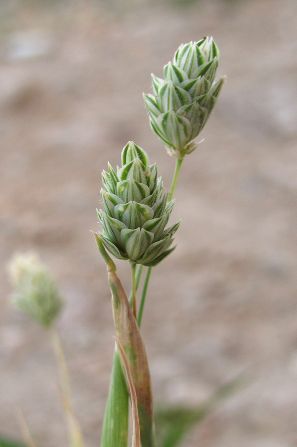 Изображение особи Phalaris canariensis.