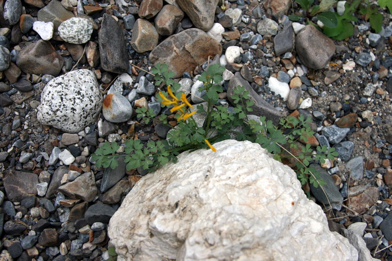 Изображение особи Corydalis heterophylla.