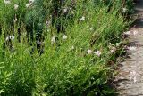 Gaura lindheimeri. Цветущие растения. Германия, г. Дюссельдорф, Ботанический сад университета. 03.07.2014.